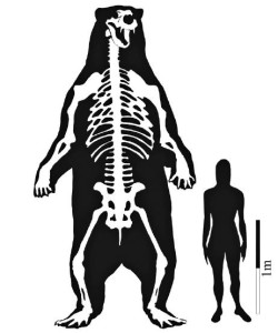 comparazione fra Arctotheriun e uomo