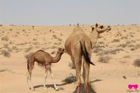 camel-oma