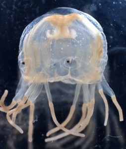 occhi di medusa
