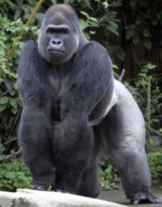 gorilla medium